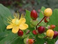Hypericum patulum flowerhead close up Royalty Free Stock Photo