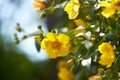 Hypericum patulum, golden cup St. John`s wort or yellow mosqueta, ornamental plant with yellow flowers. Royalty Free Stock Photo