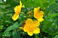 Hypericum patulum 'Hidcote' Royalty Free Stock Photo