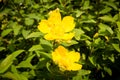 Hypericum patulum Hidcote Royalty Free Stock Photo