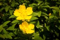 Hypericum patulum Hidcote Royalty Free Stock Photo