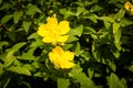 Hypericum patulum Hidcote Royalty Free Stock Photo