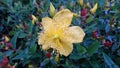 Hypericum patulum -Monserrat - BogotÃÂ¡ Colombia Royalty Free Stock Photo