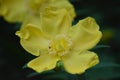 Hypericum patulum shrub in bloom Royalty Free Stock Photo