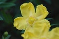 Hypericum patulum shrub in bloom Royalty Free Stock Photo