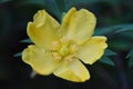 Hypericum patulum Royalty Free Stock Photo