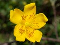 Hypericum perforatum, also known as St. John`s wort, St. John`s wort, also known as St. John`s wort, is the most abundant species