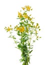 Hypericum perforatum bush with yellow flowers, isolated on white background. St. John's wort. Herbal medicine Royalty Free Stock Photo