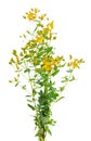 Hypericum perforatum bush with yellow flowers, isolated on white background. St. John's wort. Herbal medicine Royalty Free Stock Photo