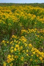 Hypericum perforatum - extensive thickets of medicinal plants on the island of Berezan, Ukraine Royalty Free Stock Photo