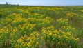 Hypericum perforatum - extensive thickets of medicinal plants on the island of Berezan, Ukraine Royalty Free Stock Photo