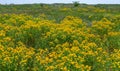 Hypericum perforatum - extensive thickets of medicinal plants on the island of Berezan, Ukraine Royalty Free Stock Photo