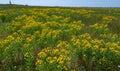 Hypericum perforatum - extensive thickets of medicinal plants on the island of Berezan, Ukraine Royalty Free Stock Photo