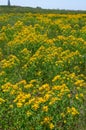 Hypericum perforatum - extensive thickets of medicinal plants on the island of Berezan, Ukraine Royalty Free Stock Photo