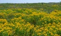 Hypericum perforatum - extensive thickets of medicinal plants on the island of Berezan, Ukraine Royalty Free Stock Photo