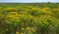 Hypericum perforatum - extensive thickets of medicinal plants on the island of Berezan, Ukraine Royalty Free Stock Photo