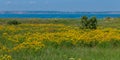 Hypericum perforatum - extensive thickets of medicinal plants on the island of Berezan, Ukraine Royalty Free Stock Photo