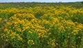 Hypericum perforatum - extensive thickets of medicinal plants on the island of Berezan, Ukraine Royalty Free Stock Photo