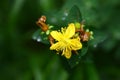 Hypericum perforatum flowers Royalty Free Stock Photo