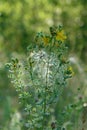 Hypericum perforatum flowers (perforate St John`s-wort or common Saint John`s wort), blanketed by wet spider web
