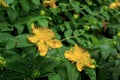 Hypericum perforatum, known as perforate St John`s-wort with some bees