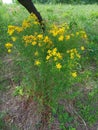 Hypericum perforatum, known as perforate St John's-wort