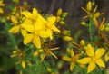 Hypericum perforatum plant