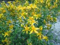 Hypericum perforatum, known as St John`s wort, common or perforate St John`s-wort Royalty Free Stock Photo