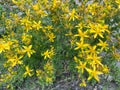 Hypericum perforatum, known as St John`s wort, common or perforate St John`s-wort. Turkish known as