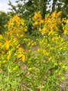 Hypericum perforatum, known as St John`s wort, common or perforate St John`s-wort. Turkish known as