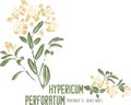 Hypericum perforatum silhouette in color image vector illustration Royalty Free Stock Photo