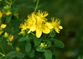 Hypericum perforatum