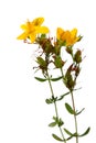 Hypericum perforatum, St John's wort flower