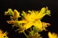 Hypericum perforatum or St Johns wort flowers, closeup on black background Royalty Free Stock Photo