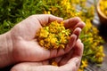 Hypericum perforatum or St Johns wort flowers in hand