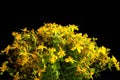 Hypericum perforatum or or St johns wort herb yellow flowers over black background Royalty Free Stock Photo