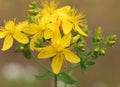 Hypericum perforatum (St Johns wort) Royalty Free Stock Photo