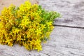 Hypericum - St Johns wort plants