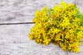 Hypericum - St Johns wort plants