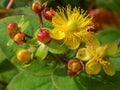 Hypericum - St Johns Wort