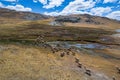 Hyperlapse of wild Llamas in the Conococha lagoon, Ancash