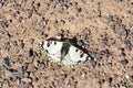 The Hypermnestra helios butterfly , butterflies of Iran