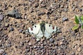 The Hypermnestra helios butterfly , butterflies of Iran