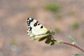 The Hypermnestra helios butterfly , butterflies of Iran