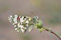 The Hypermnestra helios butterfly , butterflies of Iran