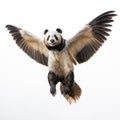 Hyperrealist Flying Panda Bear With Explosive Pigmentation Royalty Free Stock Photo