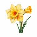 Hyperrealistic Daffodil Vector Flowers: Detailed Shading On White Background Royalty Free Stock Photo