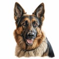 Hyperrealistic German Shepherd Dog Portrait In Detailed Charcoal Drawing Royalty Free Stock Photo