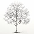 Hyperrealistic Hand Drawing Of A Beech Tree By Son Royalty Free Stock Photo
