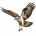 Hyperrealistic Hawk In Flight: Stunning Osprey Hunting On White Background